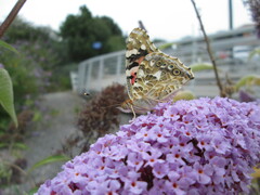 Vanessa cardui