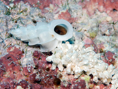 Epitonium replicatum