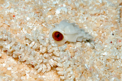 Epitonium replicatum