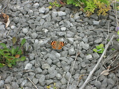 Vanessa cardui