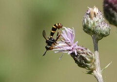 Conops quadrifasciatus