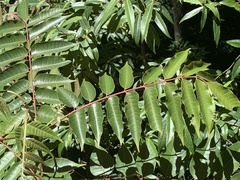 Tetradium glabrifolium