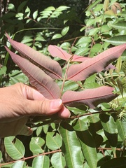 Tetradium glabrifolium
