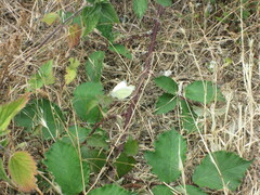 Pieris rapae