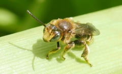 Macropis