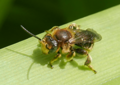 Macropis
