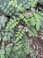 Indigofera venulosa