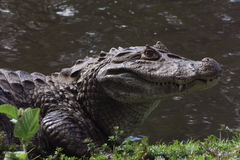 Caiman latirostris