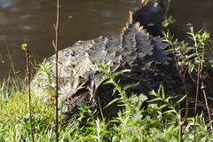 Caiman latirostris