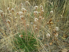 Armeria maritima