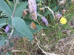 Pyronia tithonus