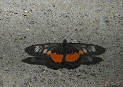 Acraea penelope