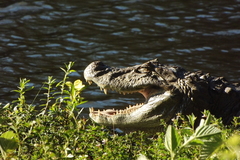 Caiman latirostris