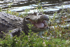 Caiman latirostris