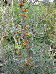 Hippophae rhamnoides