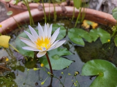 Nymphaea nouchali