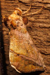 Pseudeva purpurigera