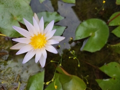 Nymphaea nouchali
