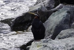 Anhinga novaehollandiae