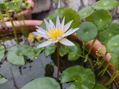 Nymphaea nouchali