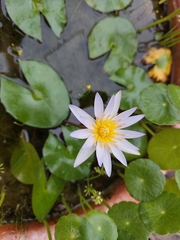 Nymphaea nouchali