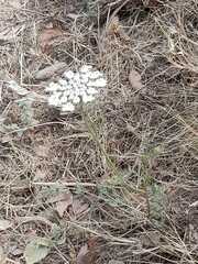 Daucus
