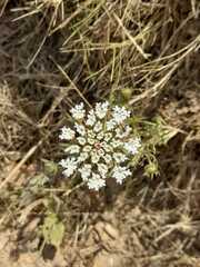 Daucus