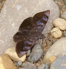 Pellicia vecina