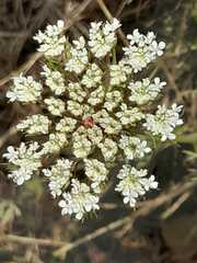 Daucus
