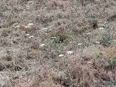 Daucus