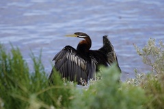 Anhinga novaehollandiae