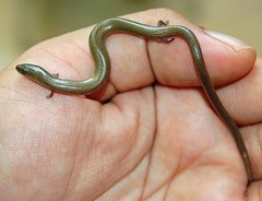 Linnaeus' Writhing Skink photo 3