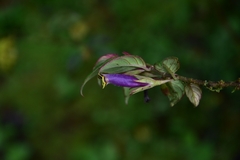 Columnea katzensteiniae