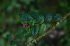 Columnea katzensteiniae