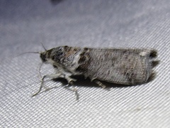 Sciota subfuscella