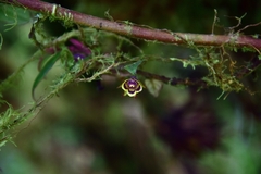 Columnea katzensteiniae