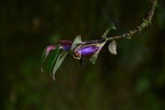 Columnea katzensteiniae