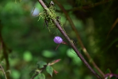 Columnea katzensteiniae