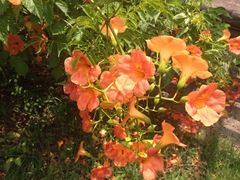 Campsis grandiflora