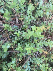 Vaccinium crassifolium