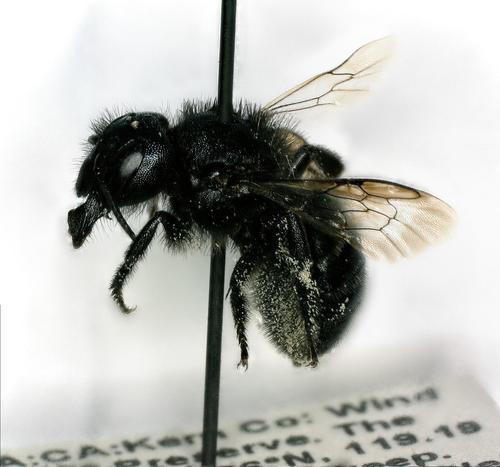 California Mason Bee