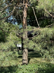 Pinus sylvestris