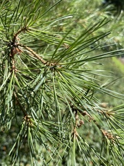Pinus sylvestris