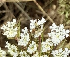 Halictus gemmeus