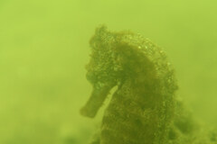 Hippocampus kuda