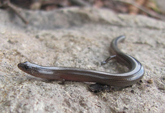Linnaeus' Writhing Skink photo 2
