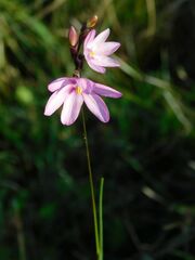 Ixia micrandra