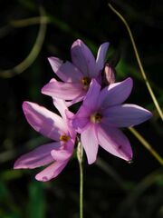 Ixia micrandra