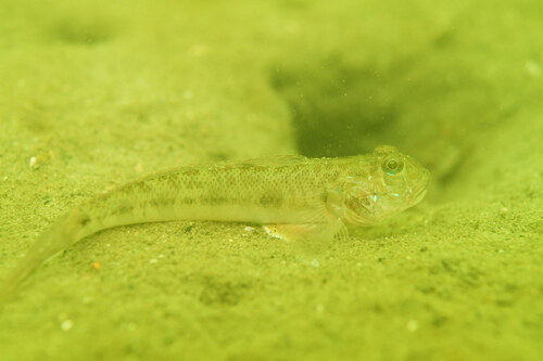 Wenkbrauwgrondel (Oxyurichthys ophthalmonema) — Gobiidae