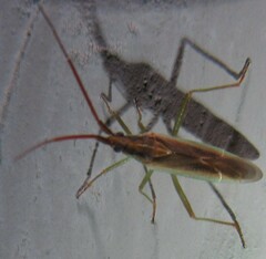 Stenodema trispinosum